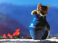 Gatti (21)
